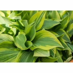 Hosta 'Velvet Moon' | 5L Pot