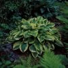 Hosta 'Wide Brim'