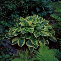 Hosta 'Wide Brim'