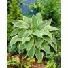 Hosta 'Yellow River' | 3L Pot 2 Hosta 'Yellow River' | 3L Pot -Eventual Sales Store PL503782 main eb33