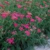 Achillea millefolium 'Cerise Queen' | Common Yarrow -Eventual Sales Store PL503783 main 78bf