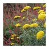 Achillea filipendulina 'Cloth of Gold' | Fernleaf Yarrow -Eventual Sales Store PL503784 main 027e