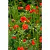 Geum 'Mrs Bradshaw' | Aven -Eventual Sales Store PL503797 main 245c