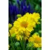 Gaillardia Mesa Yellow | 1L Pot
