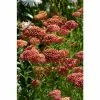 Achillea 'Strawberry Seduction' | 2L Pot -Eventual Sales Store PL503820 13f6