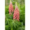 Lupin 'Pink' | 10.5cm Pot -Eventual Sales Store PL503856 82e1