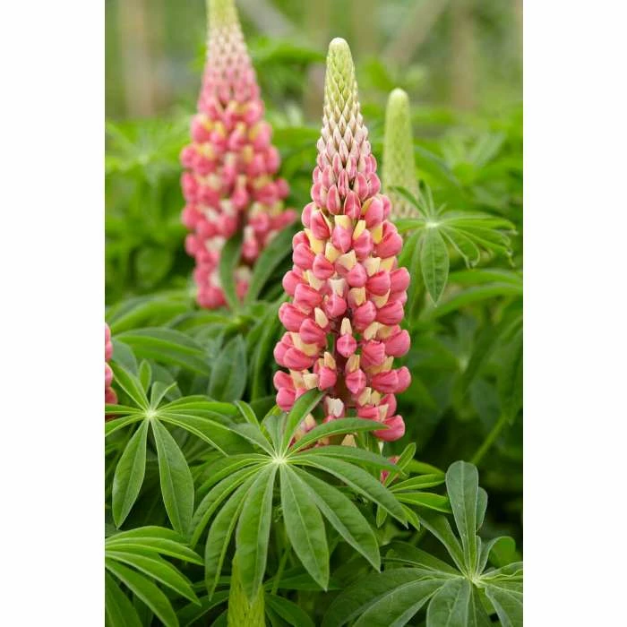 Lupin 'Pink' | 10.5cm Pot 3 Lupin 'Pink' | 10.5cm Pot