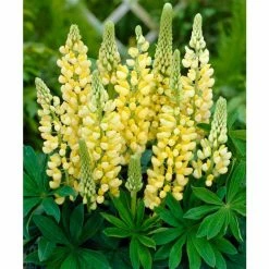 Lupin 'Yellow' | 10.5cm Pot