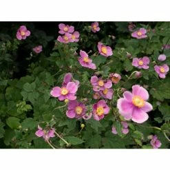 Anemone 'Lady Diana' | 10.5cm Pot