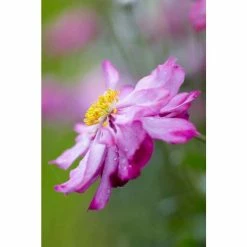 Anemone 'Lady Julia' | 10.5cm Pot