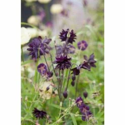 Aquilegia 'Black Barrow' | 10.5cm Pot