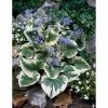 Brunnera Variegated | 10.5cm Pot -Eventual Sales Store PL503888 1f28