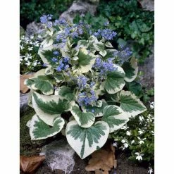 Brunnera Variegated | 10.5cm Pot