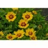Coreopsis 'Sterntaler' | 10.5cm Pot -Eventual Sales Store PL503894 9bcd