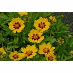 Coreopsis 'Sterntaler' | 10.5cm Pot