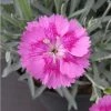 Dianthus 'Alpine Pink Aztec Star' | 10.5cm Pot -Eventual Sales Store PL503899 main a3de