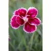 Dianthus 'Alpine Pink Flutterburst' | 10.5cm Pot