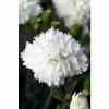 Dianthus Scented 'Memories' | 10.5cm Pot 2 Dianthus Scented 'Memories' | 10.5cm Pot -Eventual Sales Store PL503903 480c