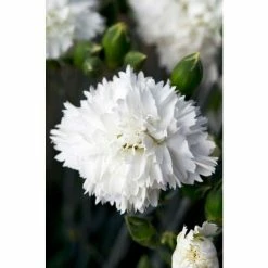 Dianthus Scented 'Memories' | 10.5cm Pot