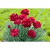 Dianthus Scented 'Passion' | 10.5cm Pot -Eventual Sales Store PL503904 de90