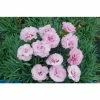 Dianthus Scented 'Tickled Pink' | 10.5cm Pot 1 Dianthus Scented 'Tickled Pink' | 10.5cm Pot -Eventual Sales Store PL503905 3361