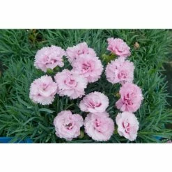 Dianthus Scented 'Tickled Pink' | 10.5cm Pot