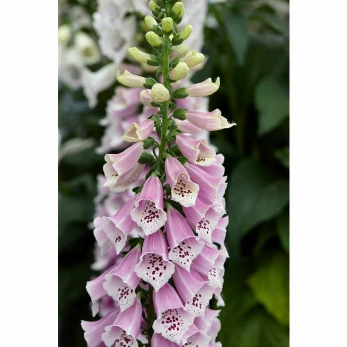 Digitalis purpurea 'Dalmation Rose' | Foxglove 3 Digitalis purpurea 'Dalmation Rose' | Foxglove