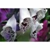 Digitalis Purpurea 'Dalmatian White' | Foxglove -Eventual Sales Store PL503908 a6e6