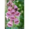 Digitalis mertonensis | 10.5cm Pot -Eventual Sales Store PL503909 4e17