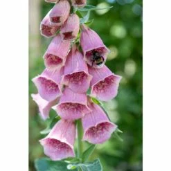 Digitalis mertonensis | 10.5cm Pot