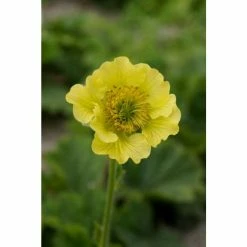 Geum 'Banana Daquiri' | 10.5cm Pot