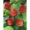 Geum 'Flames of Passion' | 10.5cm Pot -Eventual Sales Store PL503918 678d