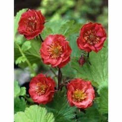 Geum 'Flames of Passion' | 10.5cm Pot