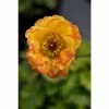 Geum 'Tequila Sunrise' | 10.5cm Pot