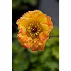 Geum 'Tequila Sunrise' | 10.5cm Pot