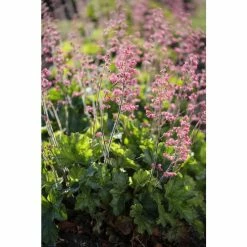 Heucherella 'Pink Fizz' | 10.5cm Pot