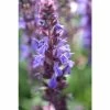 Salvia Fashionista 'Midnight Model' | 10.5cm Pot -Eventual Sales Store PL503941 473d