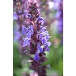 Salvia Fashionista 'Midnight Model' | 10.5cm Pot