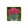 Dianthus 'Alpine Pink Flutterburst' | 1L Pot -Eventual Sales Store PL503952 main 3f4b