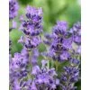 Lavender 'Munstead' | English Lavender