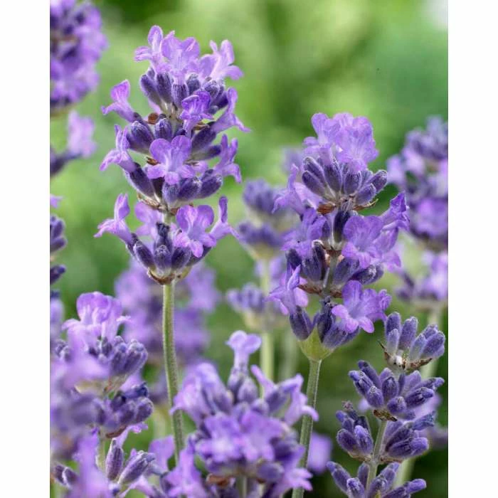 Lavender 'Munstead' | English Lavender 3 Lavender 'Munstead' | English Lavender