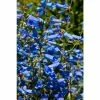 Penstemon 'Electric Blue' | 10.5cm Pot 1 Penstemon 'Electric Blue' | 10.5cm Pot -Eventual Sales Store PL503983 faaf