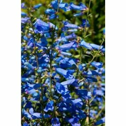 Penstemon 'Electric Blue' | 10.5cm Pot