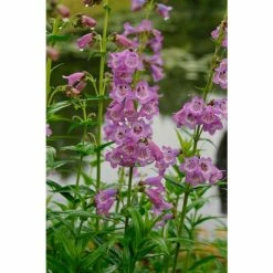 Penstemon 'Sour Grapes' | 10.5cm Pot