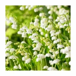Lily of the Valley | Convallaria majalis | 10.5cm Pot