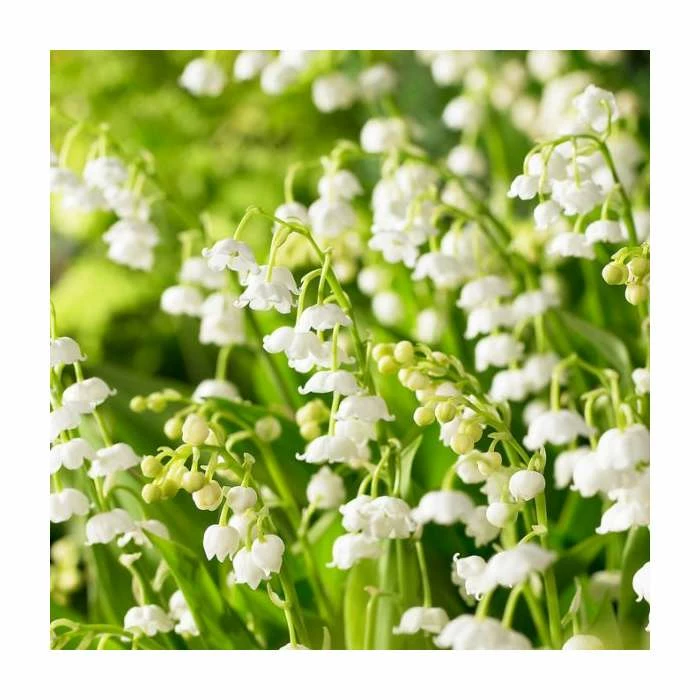 Lily of the Valley | Convallaria majalis | 10.5cm Pot 3 Lily of the Valley | Convallaria majalis | 10.5cm Pot