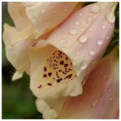 Digitalis purpurea 'Dalmation Peach' | Foxglove -Eventual Sales Store PL50785 add image 2 3571
