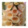 Digitalis purpurea 'Dalmation Peach' | Foxglove 2 Digitalis purpurea 'Dalmation Peach' | Foxglove -Eventual Sales Store PL50785 main image 603c