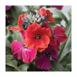 3 x Wallflower Plants | Erysimum hybridum Collection | 3 x 10.5cm Pots 9 3 x Wallflower Plants | Erysimum hybridum Collection | 3 x 10.5cm Pots -Eventual Sales Store PL50787 add image 2 b041
