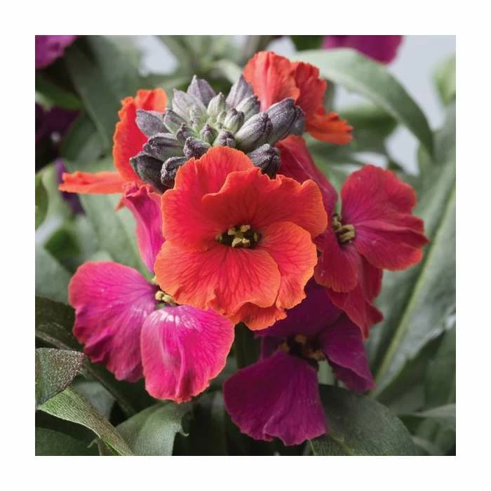 3 x Wallflower Plants | Erysimum hybridum Collection | 3 x 10.5cm Pots 5 3 x Wallflower Plants | Erysimum hybridum Collection | 3 x 10.5cm Pots - Image 3